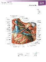 Sobotta Atlas of Human Anatomy  Head,Neck,Upper Limb Volume1 2006, page 236